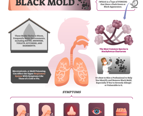 Infographic of what health problems can occur from inhaling black mold.